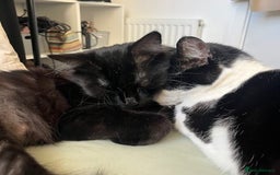 Domestic Shorthair cats for adoption: Boba and Luna are searching for a new home - Advert 1