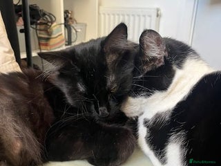 Domestic Shorthair cats Boba and Luna are searching for a new home - Advert 4