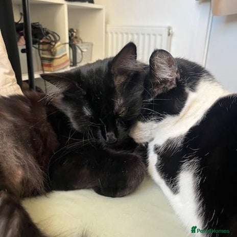 Domestic Shorthair cats Boba and Luna are searching for a new home - Advert 10