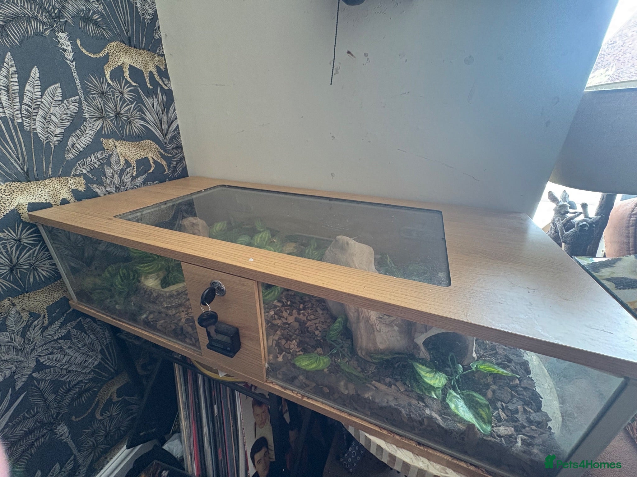 Corn Snake reptiles Corn snake and full tank with heating pads.  - Advert 1