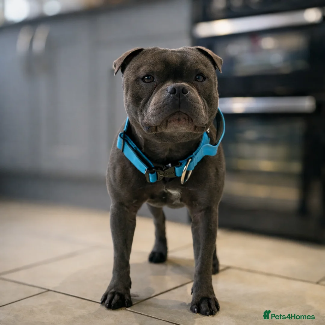 Staffordshire Bull Terrier dogs for stud: THE UK’S 🇬🇧 NEXT BEST BLUE STUD! 🐾  in Nottingham - Advert 4