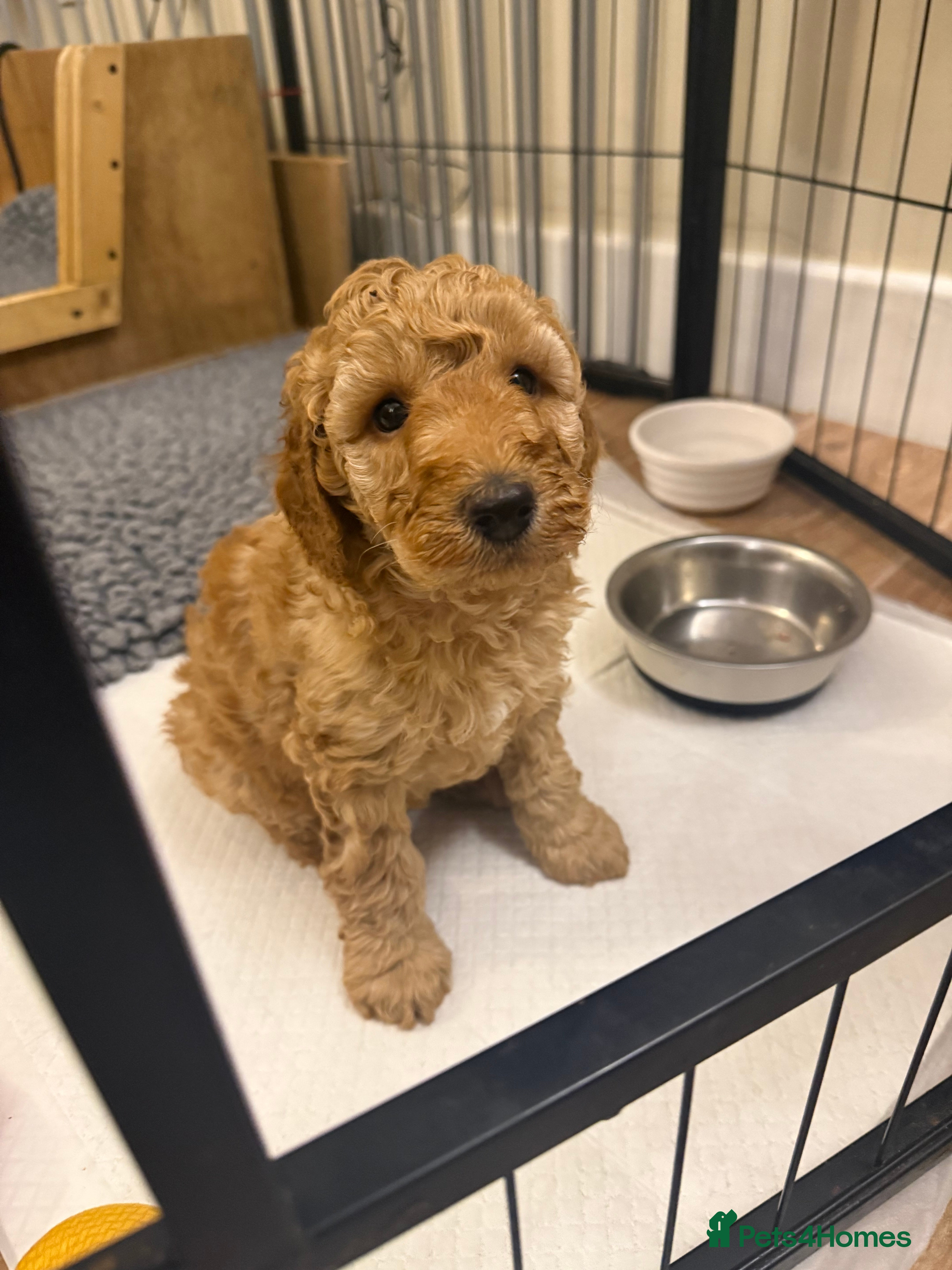 Cockapoo dogs 🐾 3 Gorgeous Male F1B Apricot Cockapoo Puppies 🐾 - Advert 2