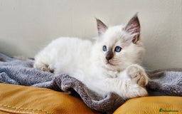 Ragdoll cats for sale: 🐾Last  Girl - Genetically clear 🐾 - Image 1