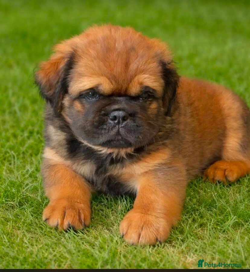 English Bulldog dogs Fluffy bulldog puppy - Advert 1