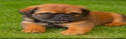 English Bulldog dogs for sale: Fluffy bulldog puppy in Winsford - Advert 1