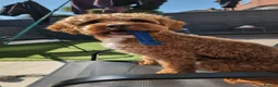 Cavapoo dogs for stud: Cavapoo for stud in Bolton - Advert 2