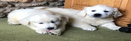 Golden Retriever dogs for sale: Lovely chunky cream puppies  - Advert 27