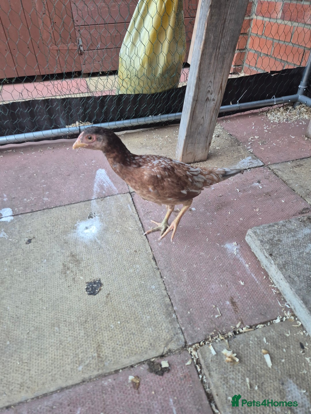 Chickens poultry for sale: Hint hen and 2 brazil chicks - Image 5