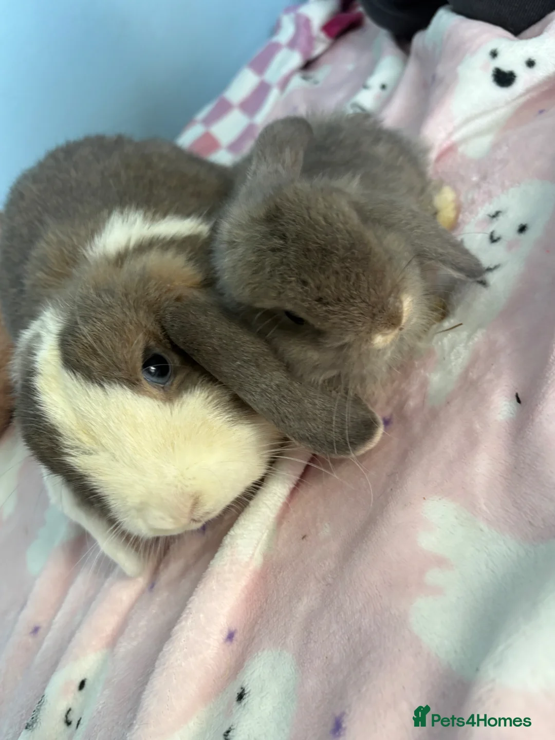 Mini Lop rabbits for sale: Beautiful mini lop babies  - Advert 2