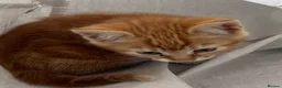 Mixed Breed cats for sale: 2 beautiful sisters  - Advert 9