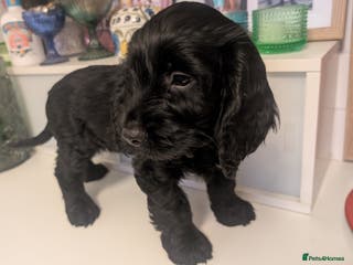 Cockapoo dogs Cockapoo F2b Pup Ready for Its Forever Home - Advert 12