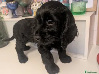 Cockapoo dogs Cockapoo F2b Pup Ready for His Forever Home - Advert 18