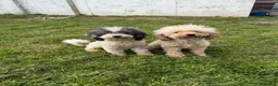Mixed Breed dogs for sale: Adorable Miniature Poodle Puppies - Advert 4