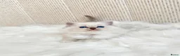 Ragdoll cats for sale: Ready To Leave Blue Lynx Ragdoll 💙Deep Blue Eyes - Advert 31
