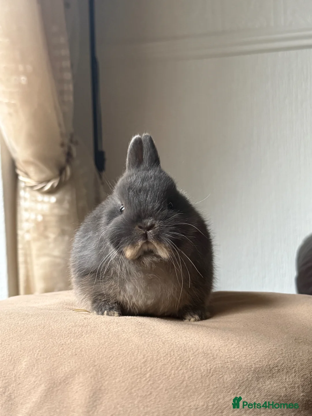 Netherland Dwarf rabbits for sale: Blue otter netherland dwarf  in Derby - Advert 4