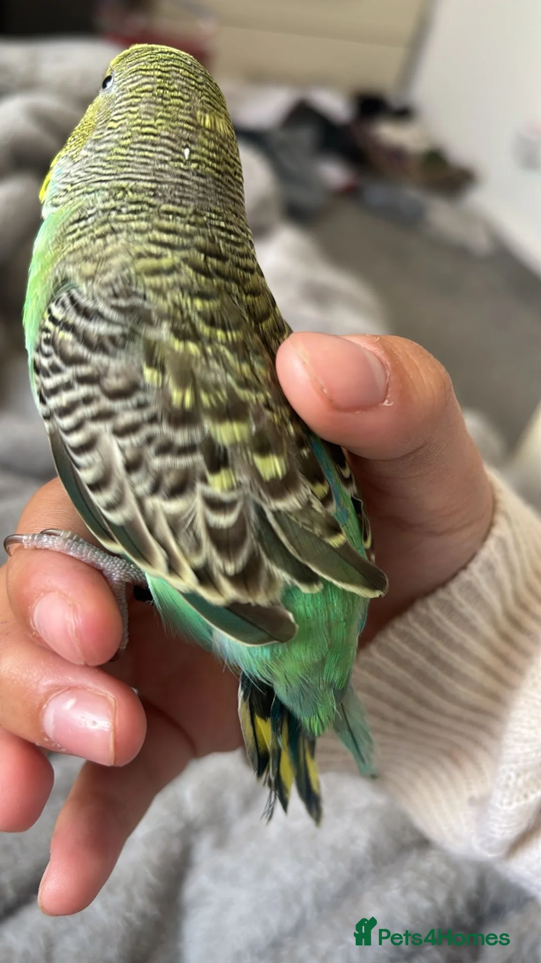 Budgerigars birds for sale: Male budgie  in Hailsham - Advert 3