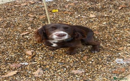 Cocker Spaniel dogs for sale: Working Cocker spaniel - Advert 4