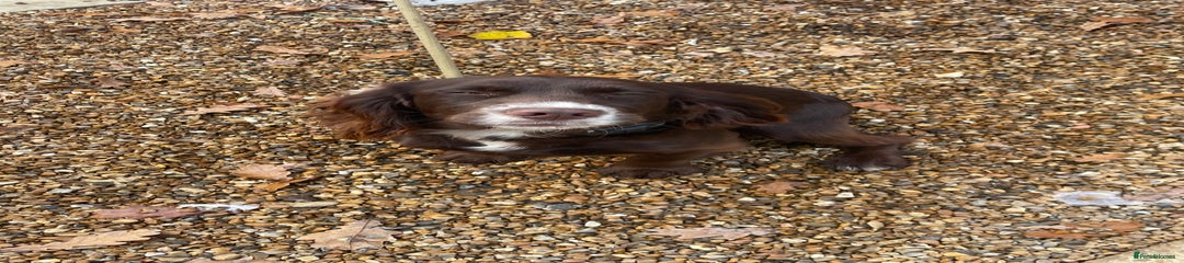Cocker Spaniel Puppy 1