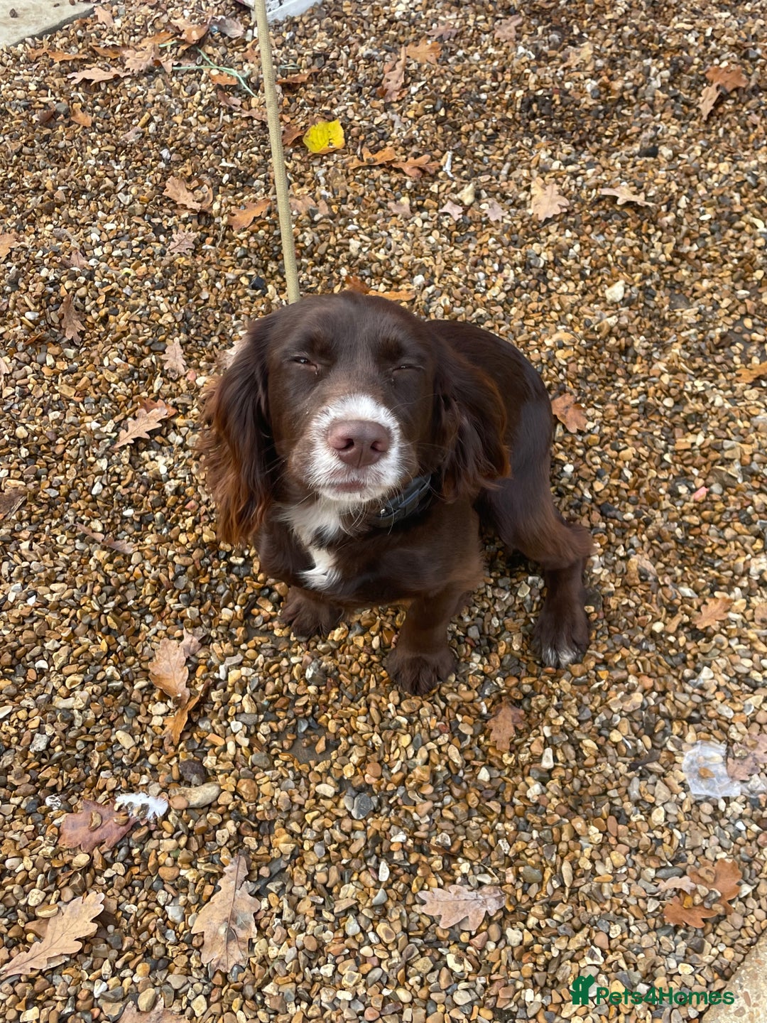 Cocker Spaniel dogs for sale: Working Cocker spaniel - Advert 4