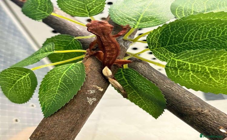 Gecko reptiles - Advert 12