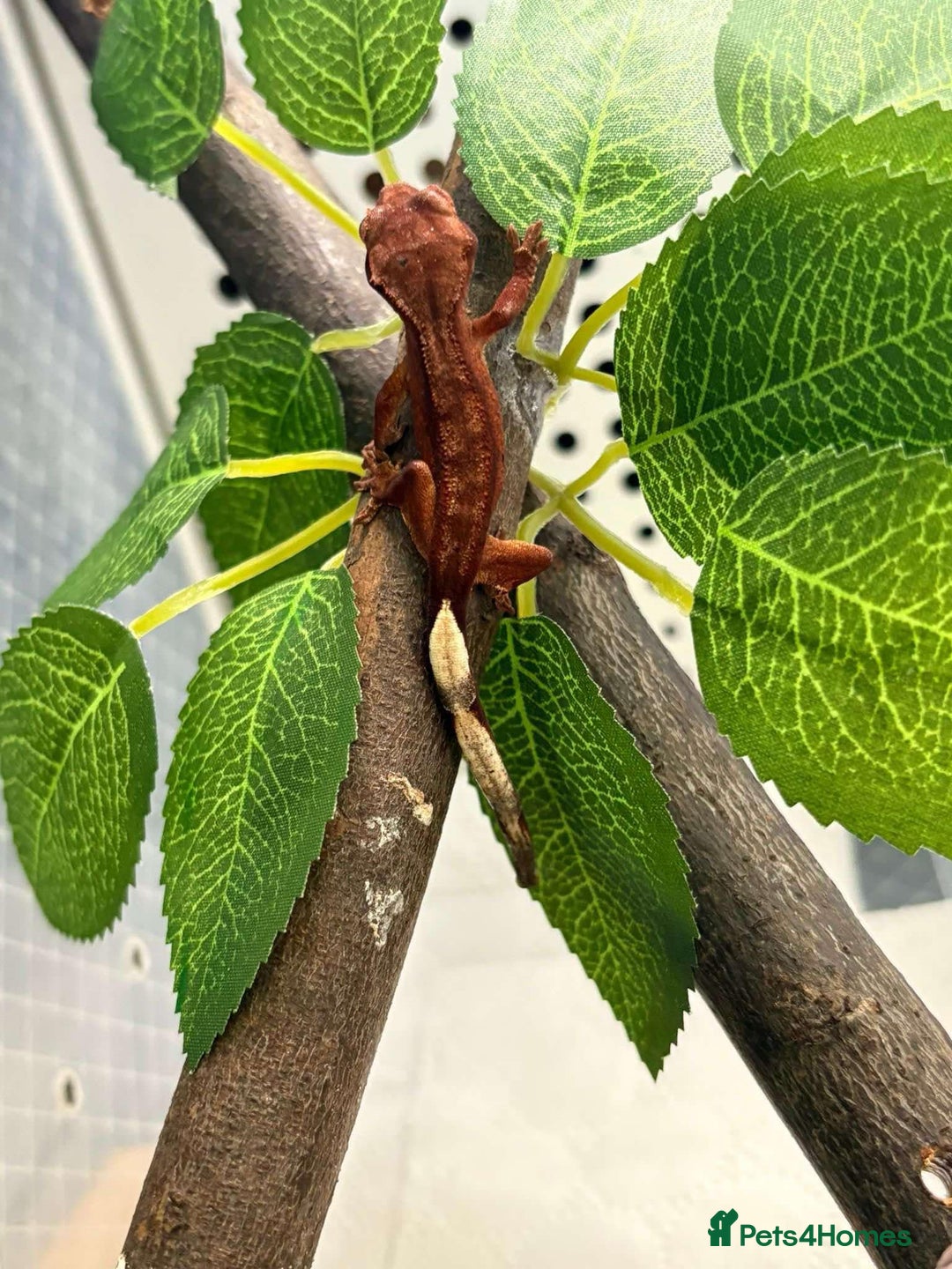Gecko reptiles for sale: Crested geckos - Image 1