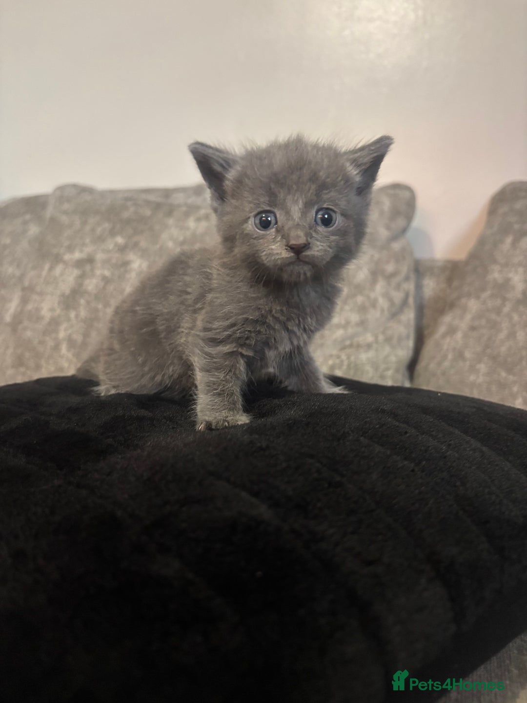 Mixed Breed cats for sale: 3/4 British shorthair - Image 1