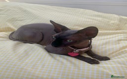 Sphynx cats for sale: Rehoming beloved Sphynx girl🤍 - Image 2