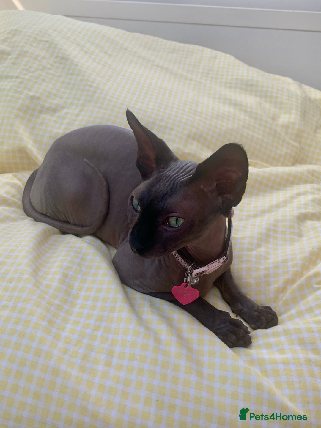 Sphynx cats for sale: Rehoming beloved Sphynx girl🤍 - Image 2