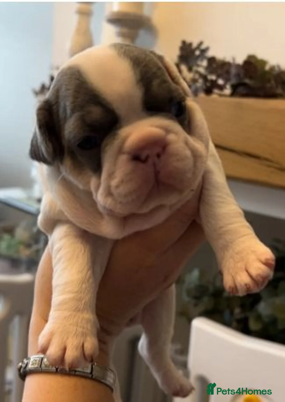 French Bulldog dogs for sale: Beautiful Litter of French Bulldog Pups for Sale in London - Advert 2