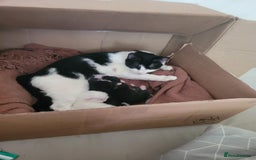 Mixed Breed cats for sale: Bonded kittens - Image 5