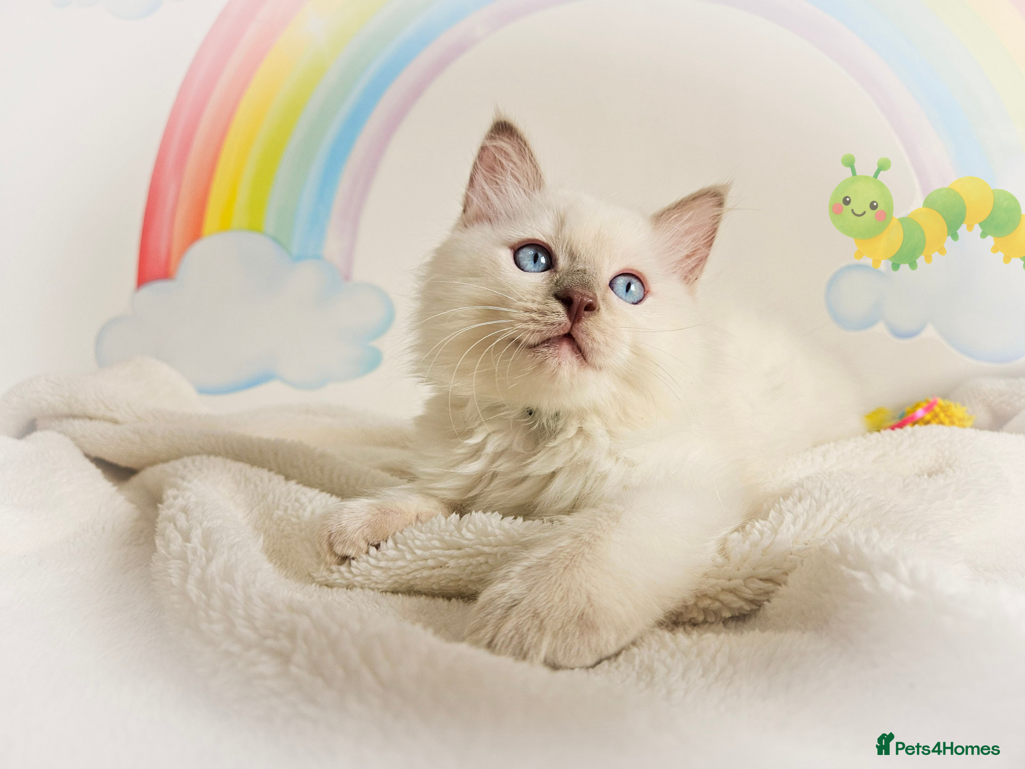 Ragdoll cats Rainbow Litter: Stunning GCCF Ragdoll Kittens - Advert 1