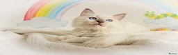 Ragdoll cats for sale: GCCF Registered Ragdoll Kittens - Advert 21