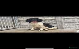 English Springer Spaniel dogs for sale: Pedigree Springer Spaniel Pups.  - Image 7