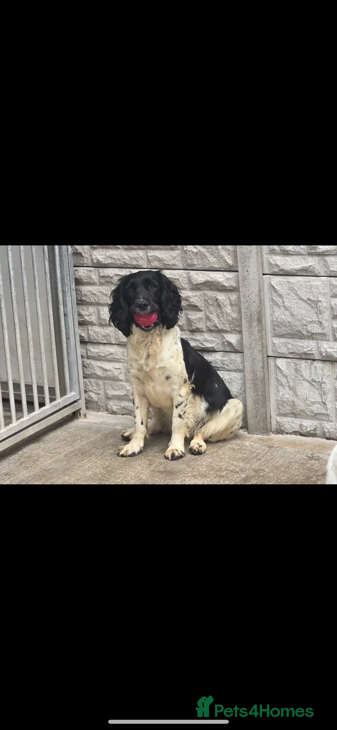 English Springer Spaniel dogs for sale: Pedigree Springer Spaniel Pups.  - Image 7
