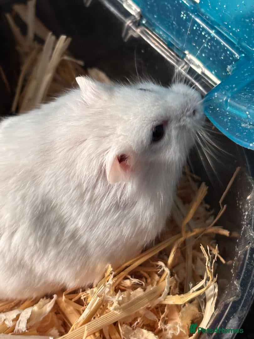 Gerbil rodents supertamed Russian White Dwarf Hamster - Advert 1