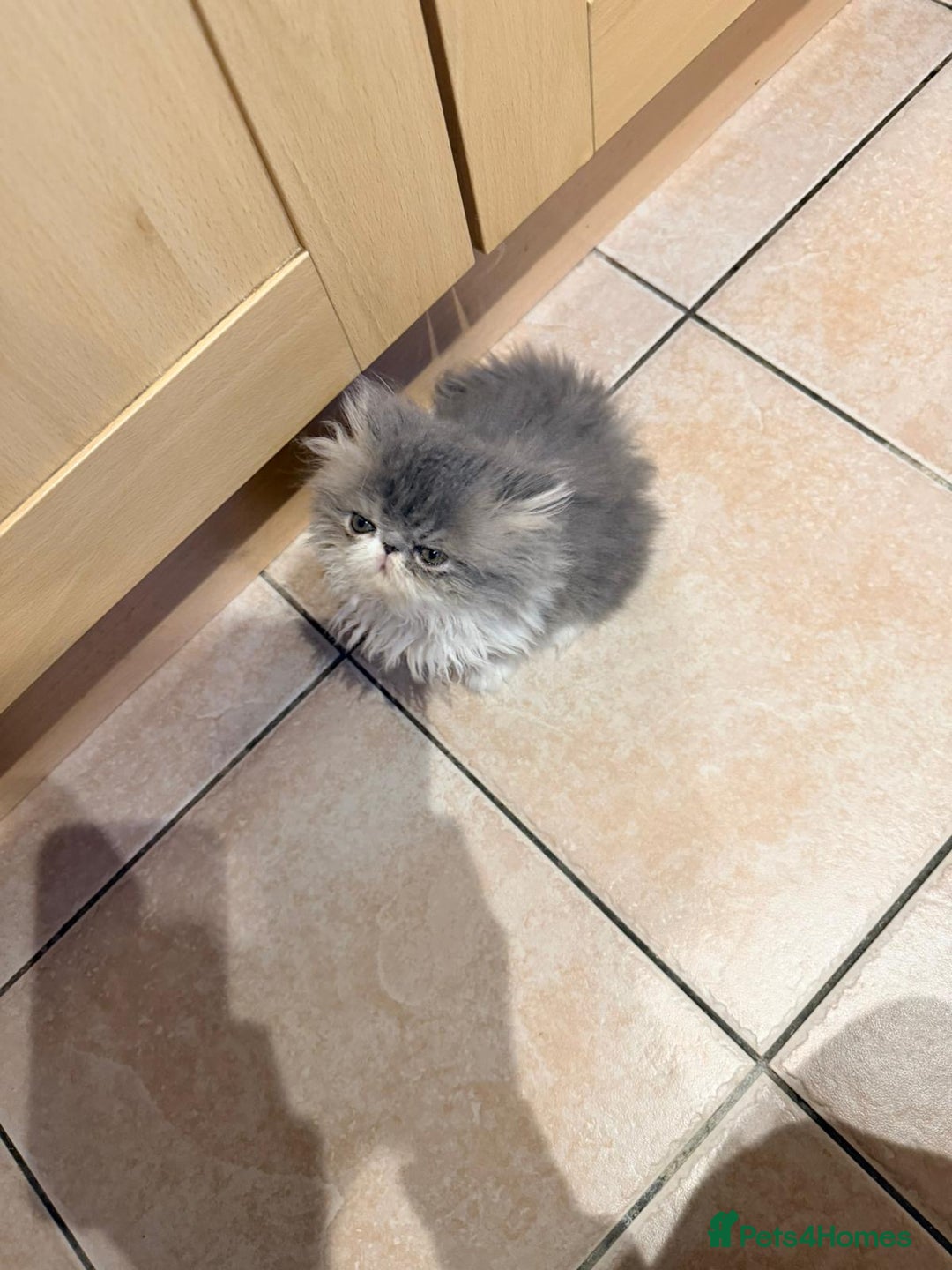 Persian cats for sale: Persian Kittens Top Quality Bloodlines - Advert 8