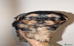 Mixed Breed dogs for sale: Porkies (Pom x Yorkie) Puppies! - Image 5