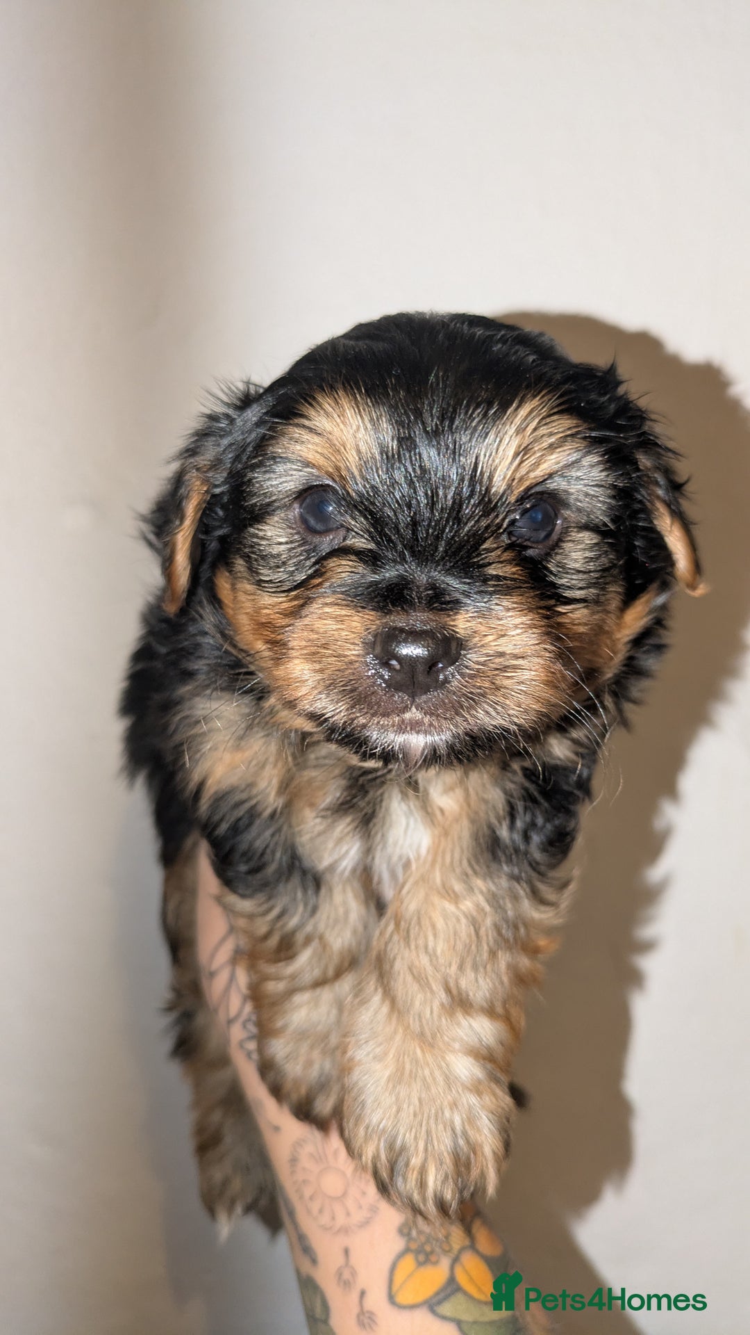 Mixed Breed dogs for sale: Porkies (Pom x Yorkie) Puppies! - Image 5