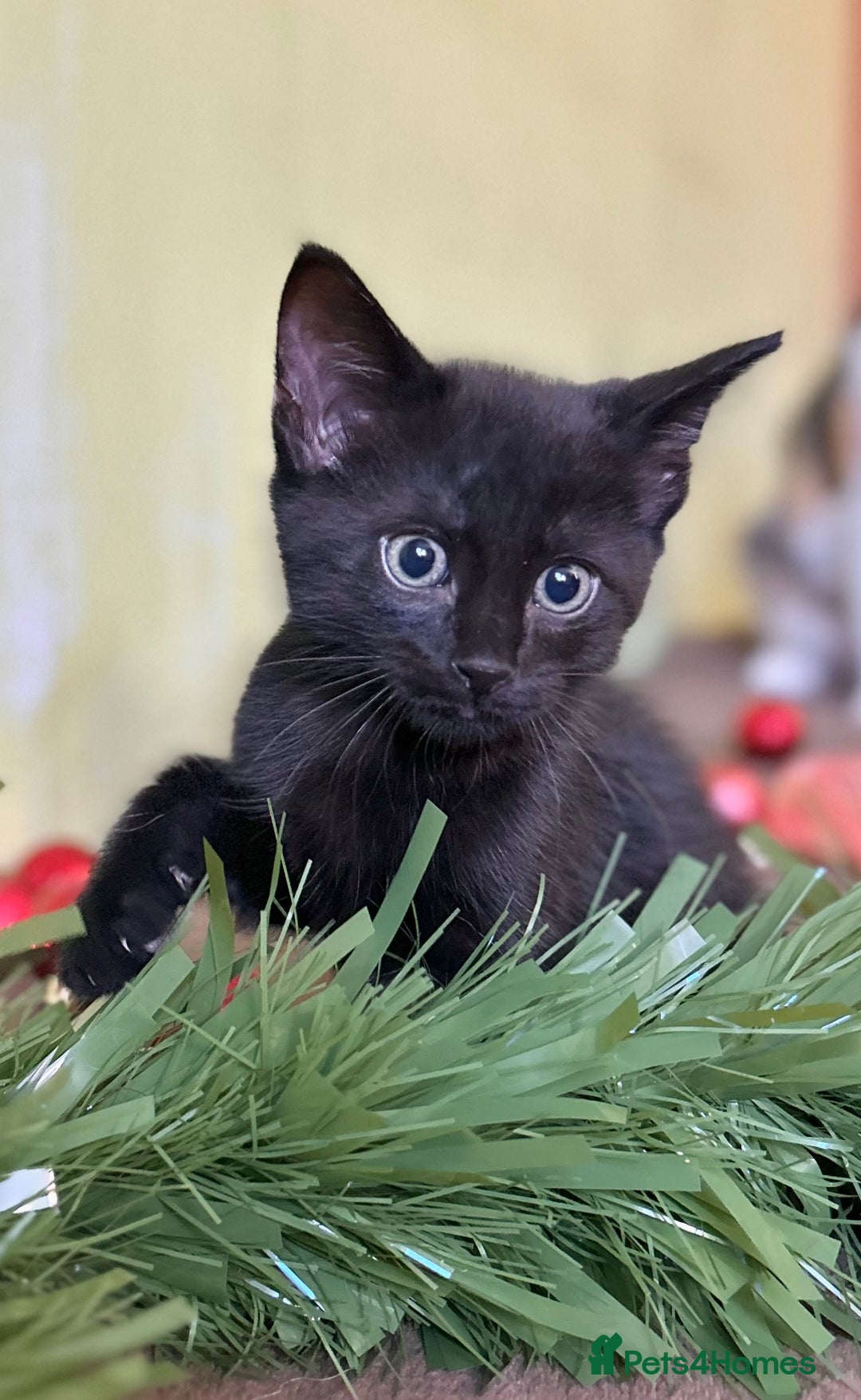 Mixed Breed cats for sale: Kittens from half Siamese mum - Advert 33