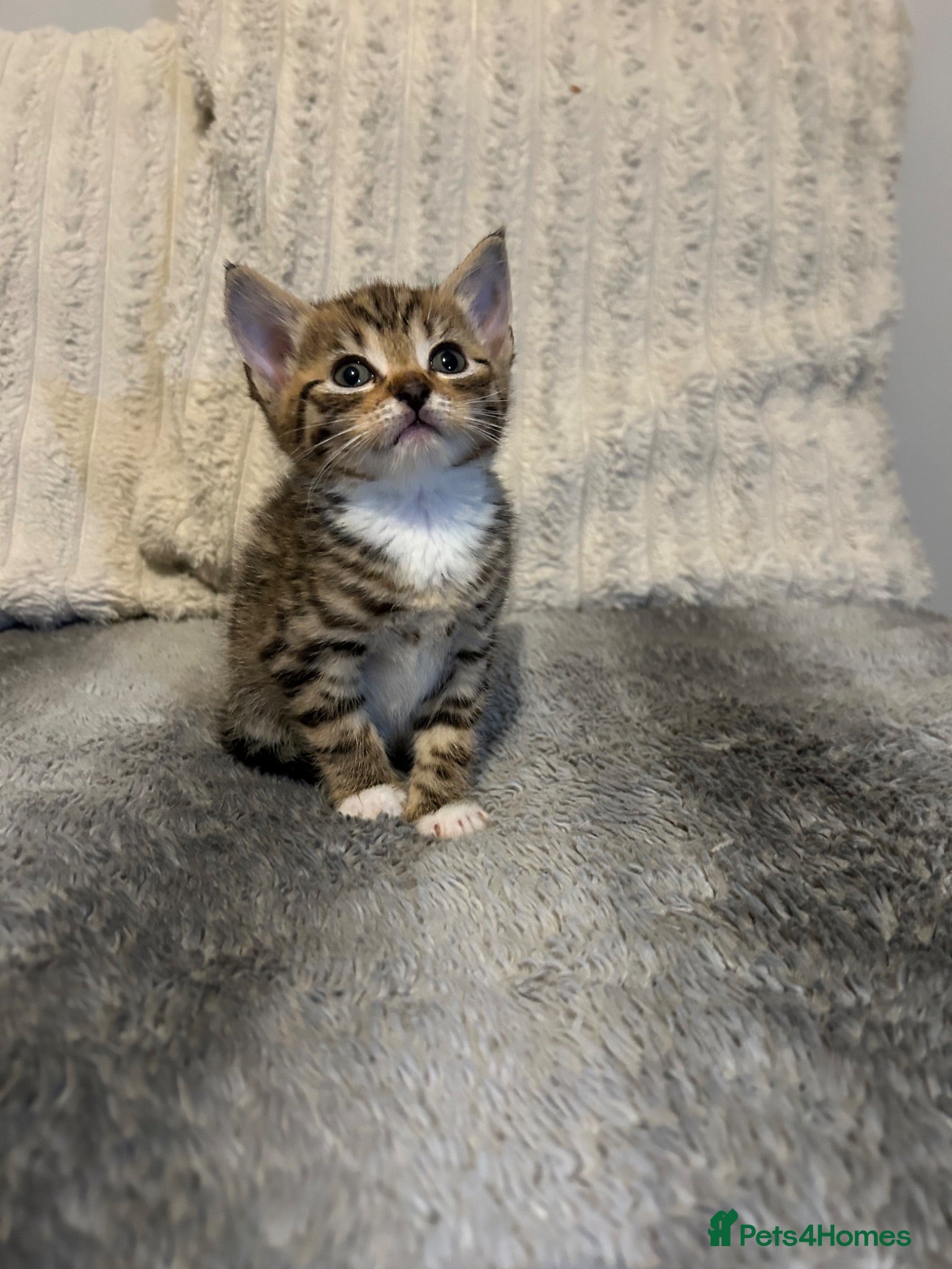 Mixed Breed cats Beautiful kittens ready for amazing homes  - Advert 1
