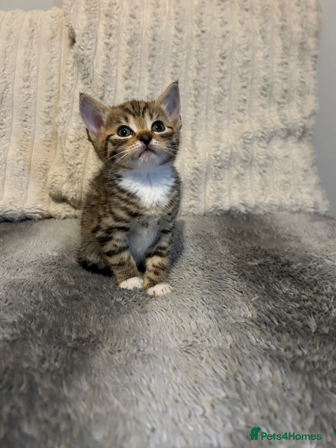 Mixed Breed cats for sale: Beautiful kittens ready for amazing homes  - Advert 1