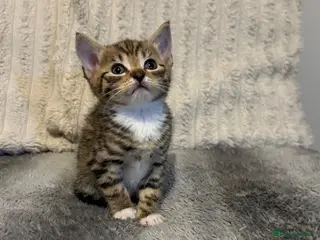 Mixed Breed cats Beautiful kittens ready for amazing homes - Advert 1