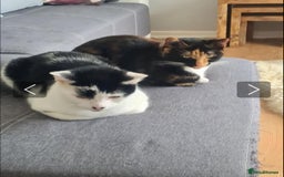 Domestic Shorthair cats for adoption: Rory and Luna - Advert 1