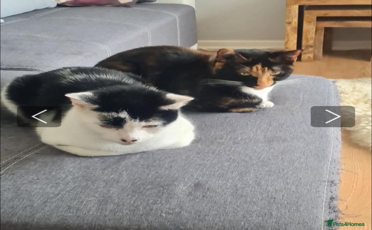 Domestic Shorthair cats - Advert 2