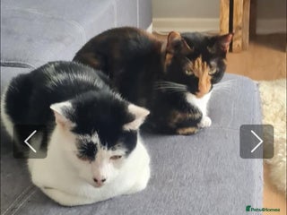 Domestic Shorthair cats for adoption: Rory and Luna - Advert 2