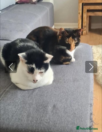 Domestic Shorthair cats Rory and Luna - Advert 1
