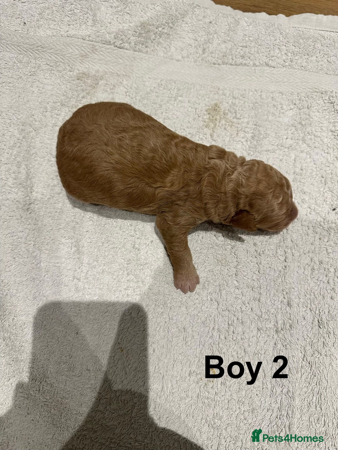 Cavapoo dogs for sale: F1B Cavapoo Puppies - Advert 6