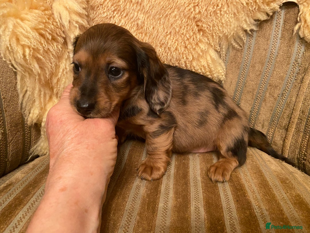 Miniature Dachshund dogs for sale: MINIATURE DACHSHUND PUPPIES  - Advert 1