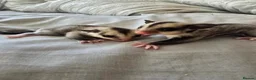 Sugar Glider rodents for sale: Sugar glider boy and girl for sale not ready yet in Great Yarmouth - Advert 4