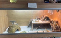 Bearded Dragon reptiles for sale: Baby Hypo Bearded Dragons - Image 8